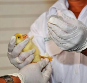 Bird Flu