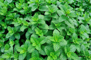 Mint : जानिए पुदीना के फायदे और नुकसान