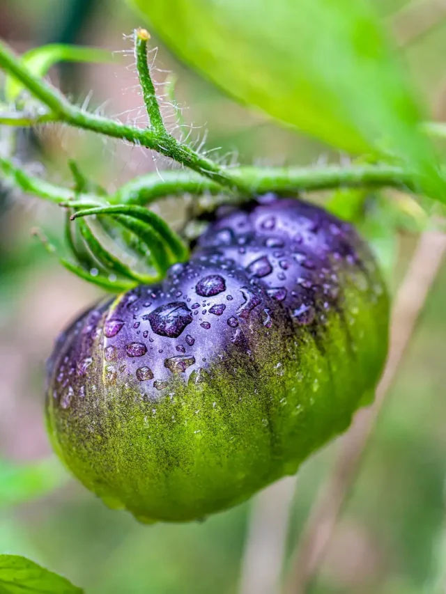 Blue Tomatoes: Discover Their Amazing Health Benefits!